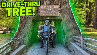 I Rode Through the Tree - Californian Redwoods are Impressive - EP. 241