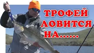 На Что Клюёт Судак ▶ Fishing 2023 | Fishing 2022