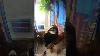 Нюся балдеет от жары