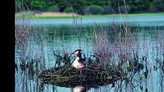 Relaxation par le Chant des Oiseaux