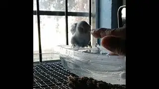 This is 'Loly'15 years old Parakeet taking a Bath