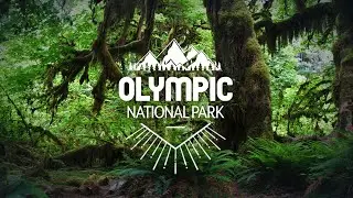 Rainforests of Olympic National Park, Washington, Pacific Northwest