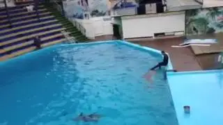 Галустян и дельфины