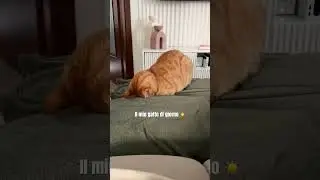 I vostri animali dormono di giorno o di notte? 🐱🐶 