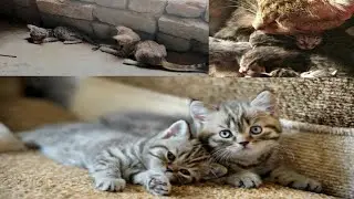 Very cute kittens playing up 😍