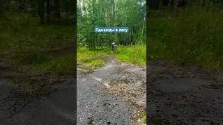 Грибной король встретил меня в лесу Догоняет на велосипеде Лохнесское чудовище Ходить в лес опасно