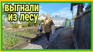 26/6 23 ПРОГУЛКА НА ПОЛЯНКУ. ЛУПИТ ПАЛКОЙ. СЛОМАЕШЬ КОПЧИК. ЗА ГРИБАМИ СО СВИСТКОМ. ТРАВЯНЫЕ ВАННЫ.