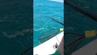 This is How you Trigger a Bite! #shorts #fishing #fishingtips