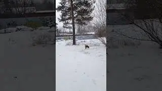 Снегопад весной 😊 