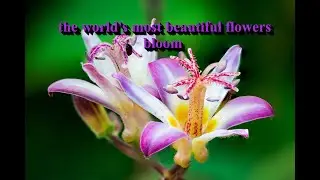 These Are The Most Beautiful Flowers In The World