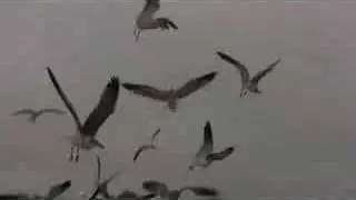 My Mother-In-Law Doesn't Like Seagulls