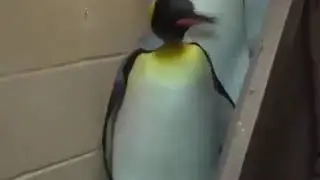 Бригадай махмадалий