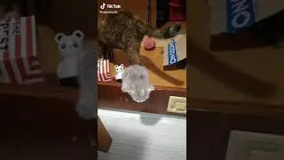 Красотка