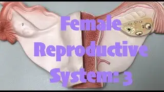 Female Reproductive System: 3