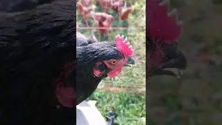 Есть куры как куры... а есть дуры