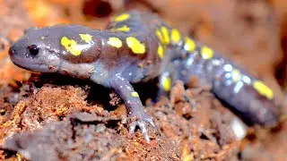 Crazy Amphibian Time!