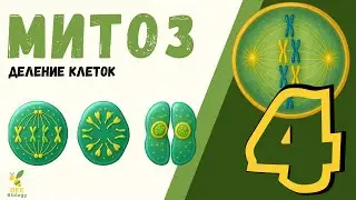 МИТОЗ (без МАТА не разберешься) - деление клеток