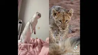 #shorts #cat #cats funny cat videos / i love cats / cats shorts / tik tok cats