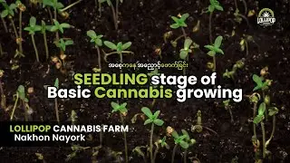 Seedling Stage of Basic Cannabis Growing - Lollipop Cannabis Farm ( Nakhon Nayork)#အညှောင့်ထွက်ခြင်း
