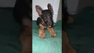 Щенок немецкой овчарки 3 месяца ест яблоко