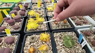 Optimal Method to Obtain Lithops Seeds l Self-Pollination vs. Cross-Pollination