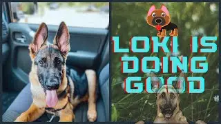 Loki is Doing Good