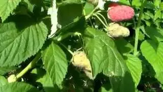 Standard raspberry Krepysh