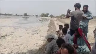 Horrible scene of flood devastation ||Latest situation of Sutlej River