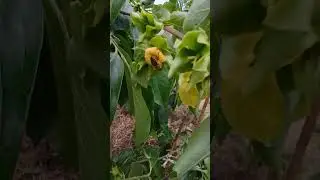 Хурма не в теплиці на сьогодні, Сумська обл.