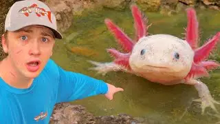 I Found Axolotls in an Abandoned Pond!