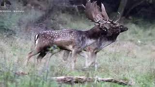 Vrchol danielej ruje The peak of the fallow deer rut