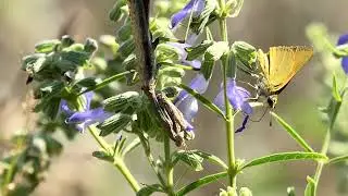 Praying Mantis 2024