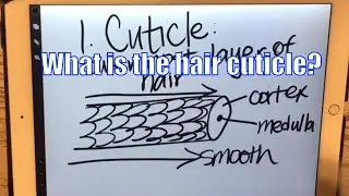 What is the hair cuticle? HAIR INFO - Amanda The Beauty Pro