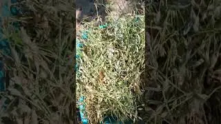 Ясколка. стрижка. Сбор семян.
