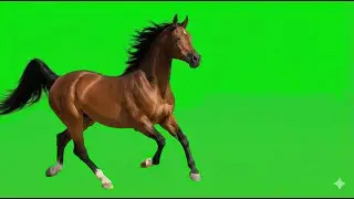 horse on green screen
