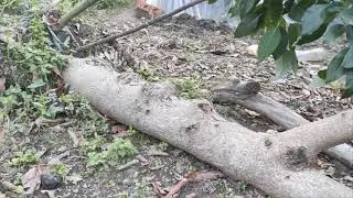 fırtınadan en çok etkilenen avokado çeşitleri