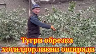 Limon kochatini togri parvarish qilish. Mutahasis maslahati.