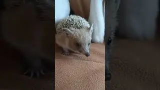 🧸🎁Мягкое царство