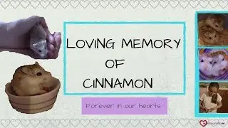 In Loving Memory Of Cinnamon