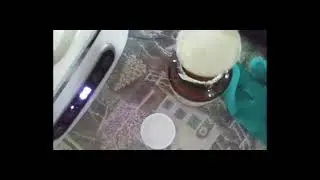 Bacteria