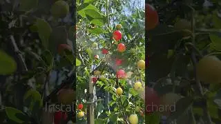 Fruit orchard in the north 