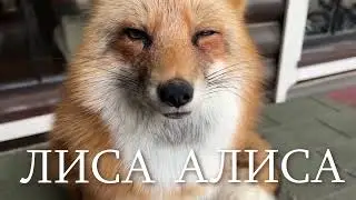 Озвучивание с помощью ИИ. "Заводить ли лису?" В ролях: Лиса Алиса (она же Ли Сяо / Alice the Fox)