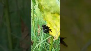 Tree bee mating