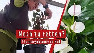 Flamingoblume (Anthurie) blüht nicht: So rettet der 