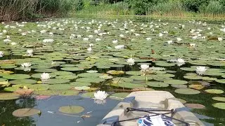 🛶 Snagov lake, RO - kayaking in a field of water lilies - seastream angler 120 pd + riot edge 11