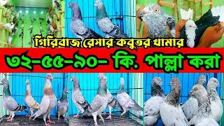 ৩২-৫৫-৯০ কি.পাল্লা করা গিরিবাজ রেসিং কবুতর শুভ ভাইয়ের খামার || চিলা গররা রেসার কবুতর কিনুন।