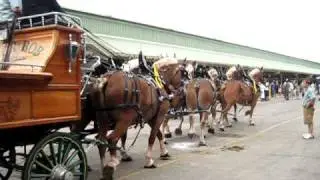 Indiana State Fair 6 horse hitch prep