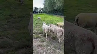 Сезон спаривания овец🐏🐑