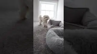 Which Bed is Rosco's Favorite? 