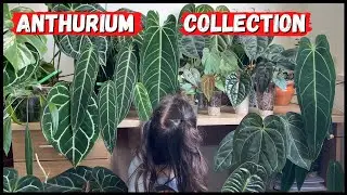 ANTHURIUM COLLECTION 2022